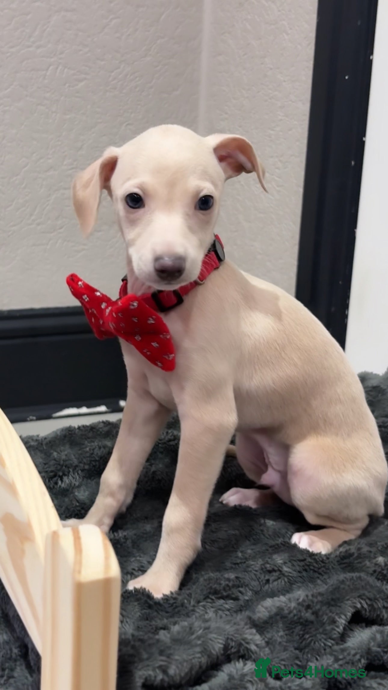 Italian Greyhound dogs Outstanding KC Italian Greyhound Puppies - Advert 12