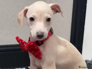 Italian Greyhound dogs Outstanding KC Italian Greyhound Puppies - Advert 12