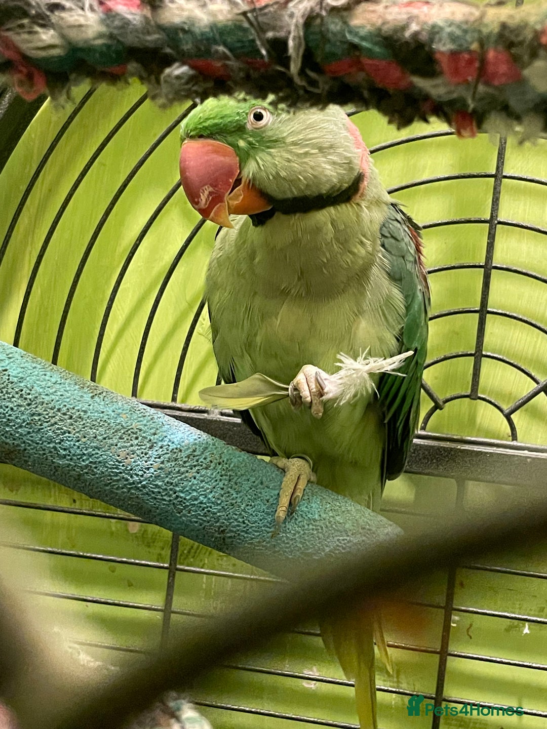 Parakeets birds for sale: Rose-ringed parakeet  - Advert 4