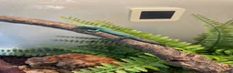 Lizard reptiles for sale: Green Keel-Bellied Lizard (Gastropholis prasina) in Bracknell - Advert 4