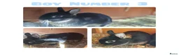 Netherland Dwarf rabbits for sale: Netherland Dwarf Rabbits - Advert 1