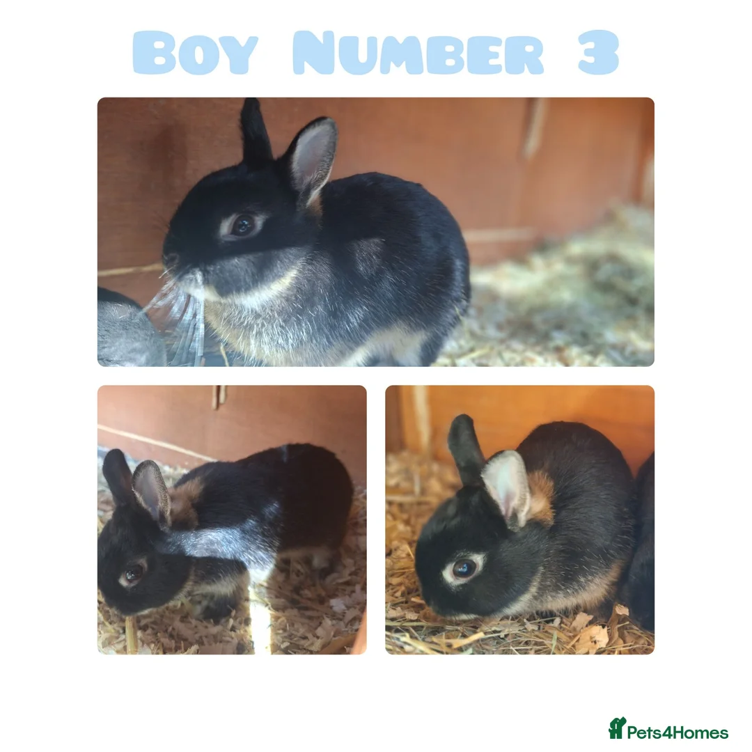 Netherland Dwarf rabbits for sale: Netherland Dwarf Rabbits - Advert 1