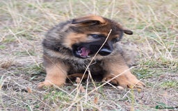 German Shepherd dogs for sale: Adorable big German Shepherd pups - Image 10