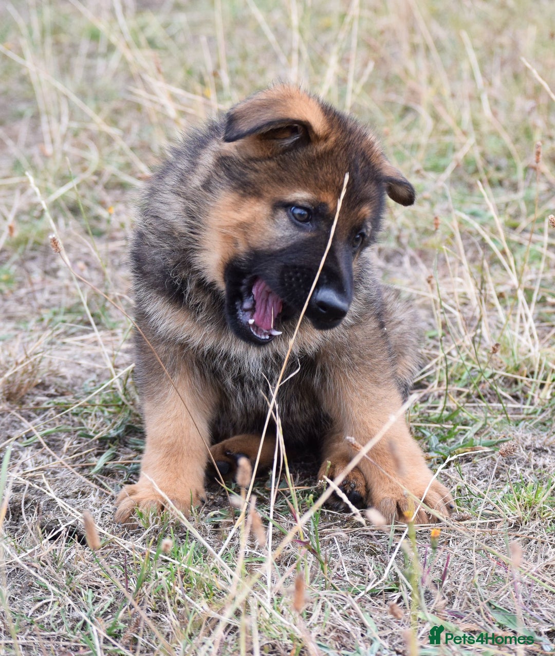 German Shepherd dogs for sale: Adorable big German Shepherd pups - Image 10