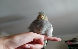 Cockatiels birds for sale: Hand tame pied cockatiel  - Advert 3