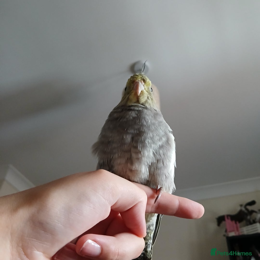 Cockatiels birds for sale: Hand tame pied cockatiel  - Advert 3