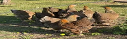 Chickens poultry for sale: Point of lay chickens LAYING HENS - Advert 11