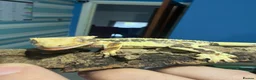 Gecko reptiles for sale: ❤️❤️ LILYWHITE CRESTED GECKOS FOR SALE ❤️❤️ - Advert 7