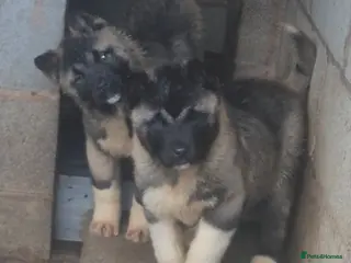 Akita dogs AMERICAN AKITA FEMALES BLACK MASK BEARS - Advert 2