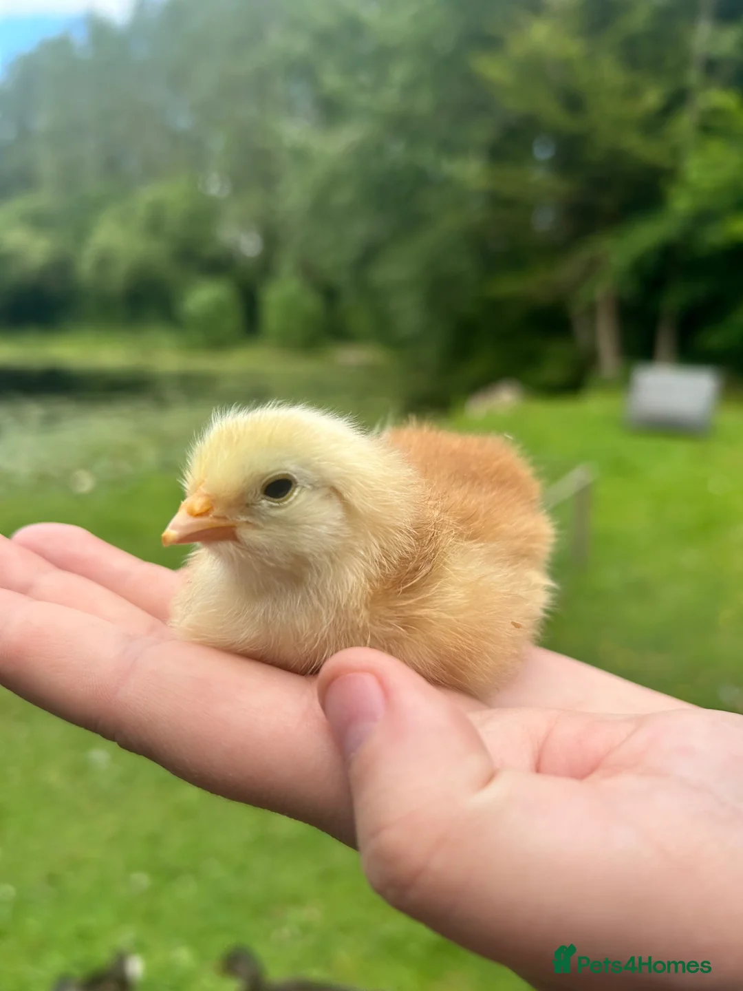 Chickens poultry for sale: Various chicks available  - Advert 4