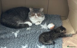 Exotic cats for sale: Stunning exotic cross kittens  - Image 3