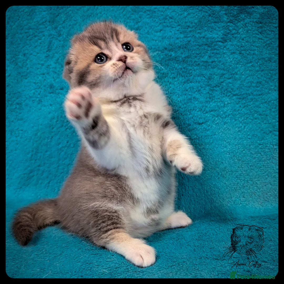 Scottish Fold cats for sale: TICA Registered Scottish kittens - Advert 13