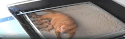 Labrador Retriever dogs for sale: Labrador puppies in Newton Abbot - Advert 2