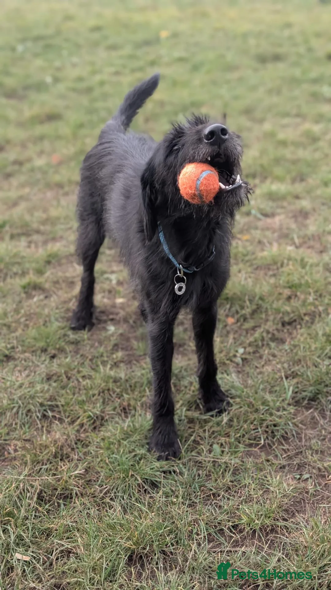 Mixed Breed dogs for adoption: Terron in Wetherby - Advert 1