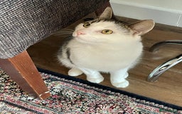 British Shorthair cats for sale: Rehoming My Cat - Image 5