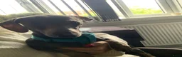 Miniature Dachshund dogs for sale: Teddy  - Advert 6