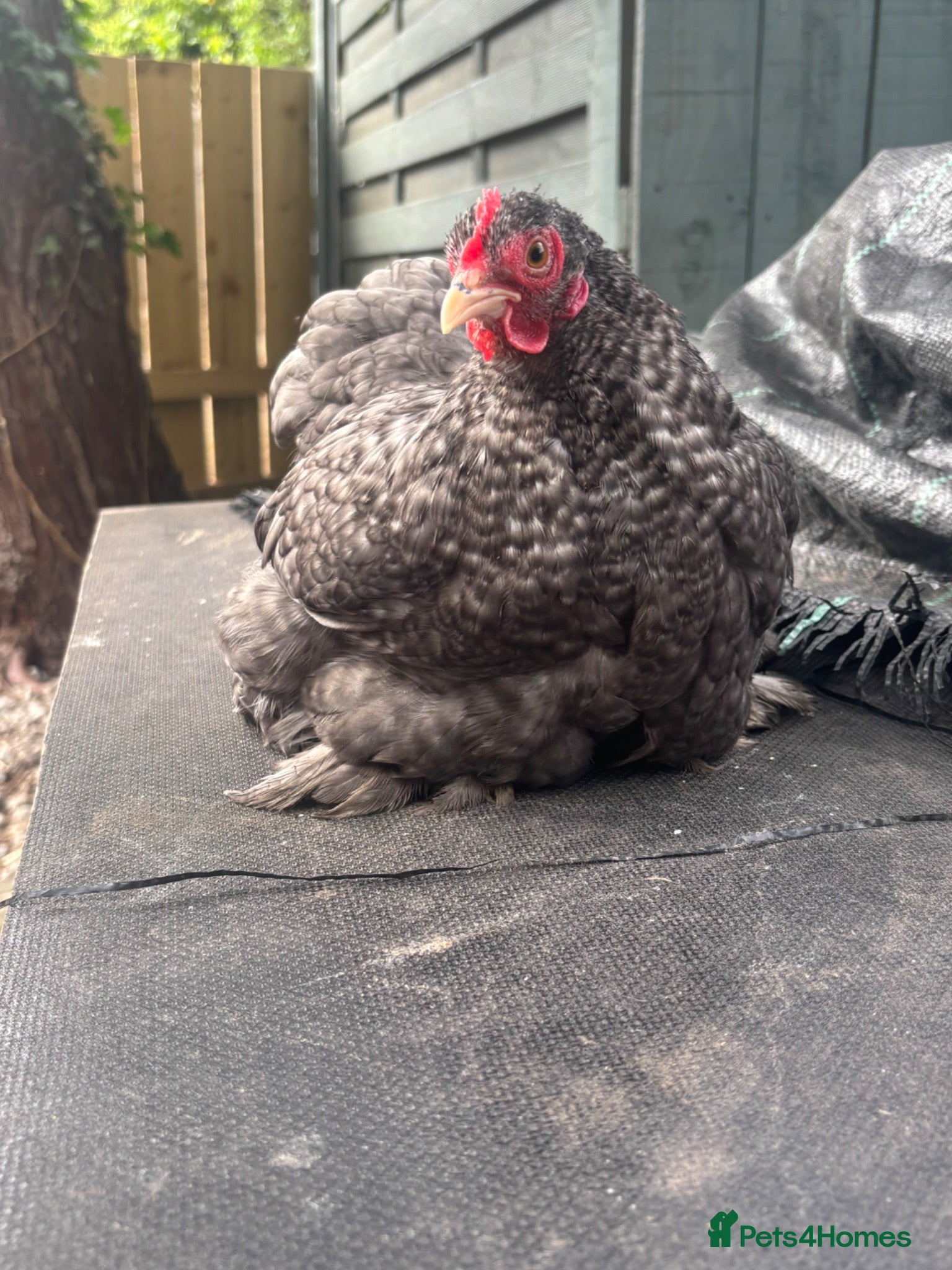 Chickens poultry Young cuckoo pekin quad 1 cockerel 3 hens laying - Advert 8
