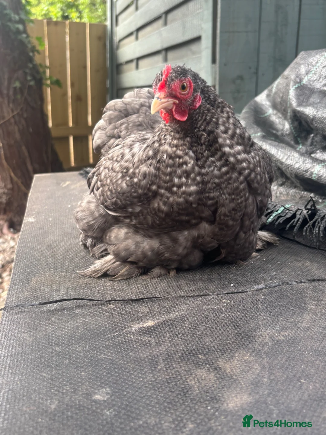 Chickens poultry for sale: Young cuckoo pekin quad 1 cockerel 3 hens laying - Advert 1