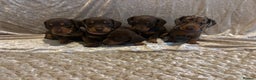 Miniature Dachshund dogs for sale: Mini Dachshund Available - Advert 15