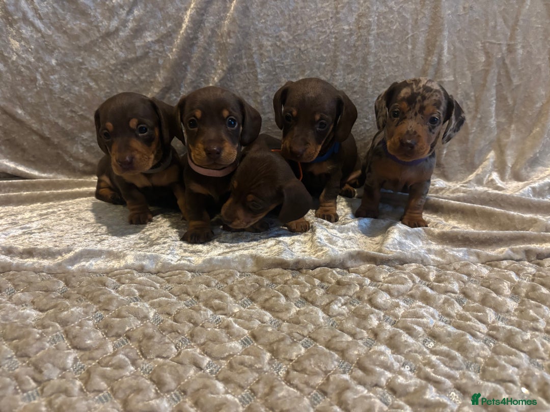 Miniature Dachshund dogs for sale: Mini Dachshund Available - Advert 15