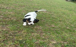 Mixed Breed dogs for sale: 1 Male Jack Russel cross Cavalier  - Image 2