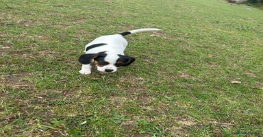 Mixed Breed dogs - Advert 4