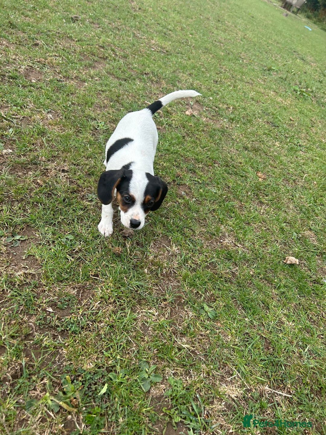 Mixed Breed dogs for sale: 1 Male Jack Russel cross Cavalier  - Image 2