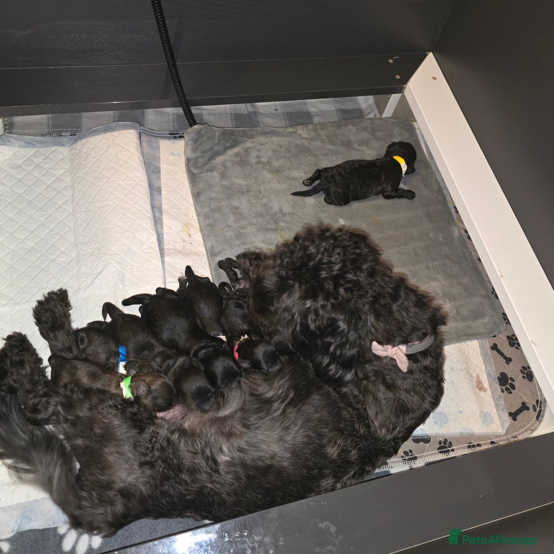 Shihpoo dogs for sale: 🐾REDUCED 2 Boys £800 - Shihpoo Puppies🐾 - Advert 9