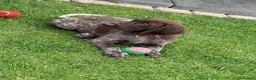 German Shorthaired Pointer dogs for sale: German Shorthaired Pointer Puppies  - Advert 14