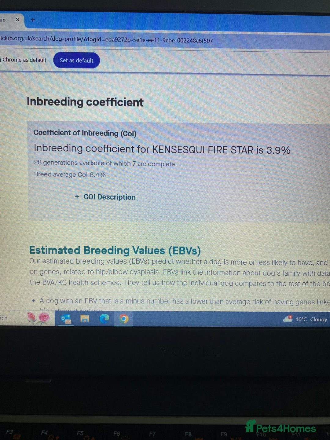 Labrador Retriever dogs for stud: Health Tested KC Registered Chocolate Labrador  in Wisbech - Image 6