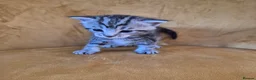 Mixed Breed cats for sale: Maine Coon Cross fluffy kittens  - Advert 7