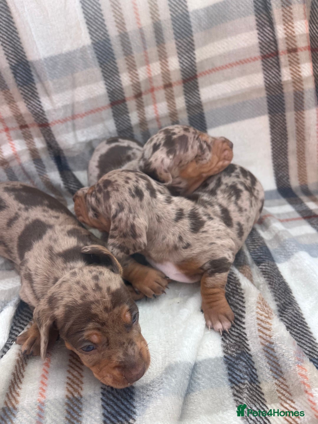 Miniature Dachshund dogs for sale: 5⭐️BREEDERS🏆KCREG🌸6GIRL💙1BOY🩺HEALTH TESTED🧬 - Image 3