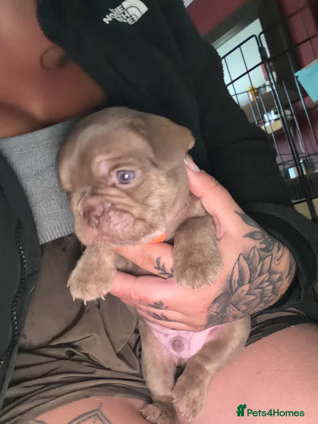 French Bulldog dogs for sale: French bulldog puppies - Advert 2