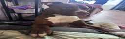American Bully dogs for sale: Lexi - classic American bully  in Bilston - Advert 3
