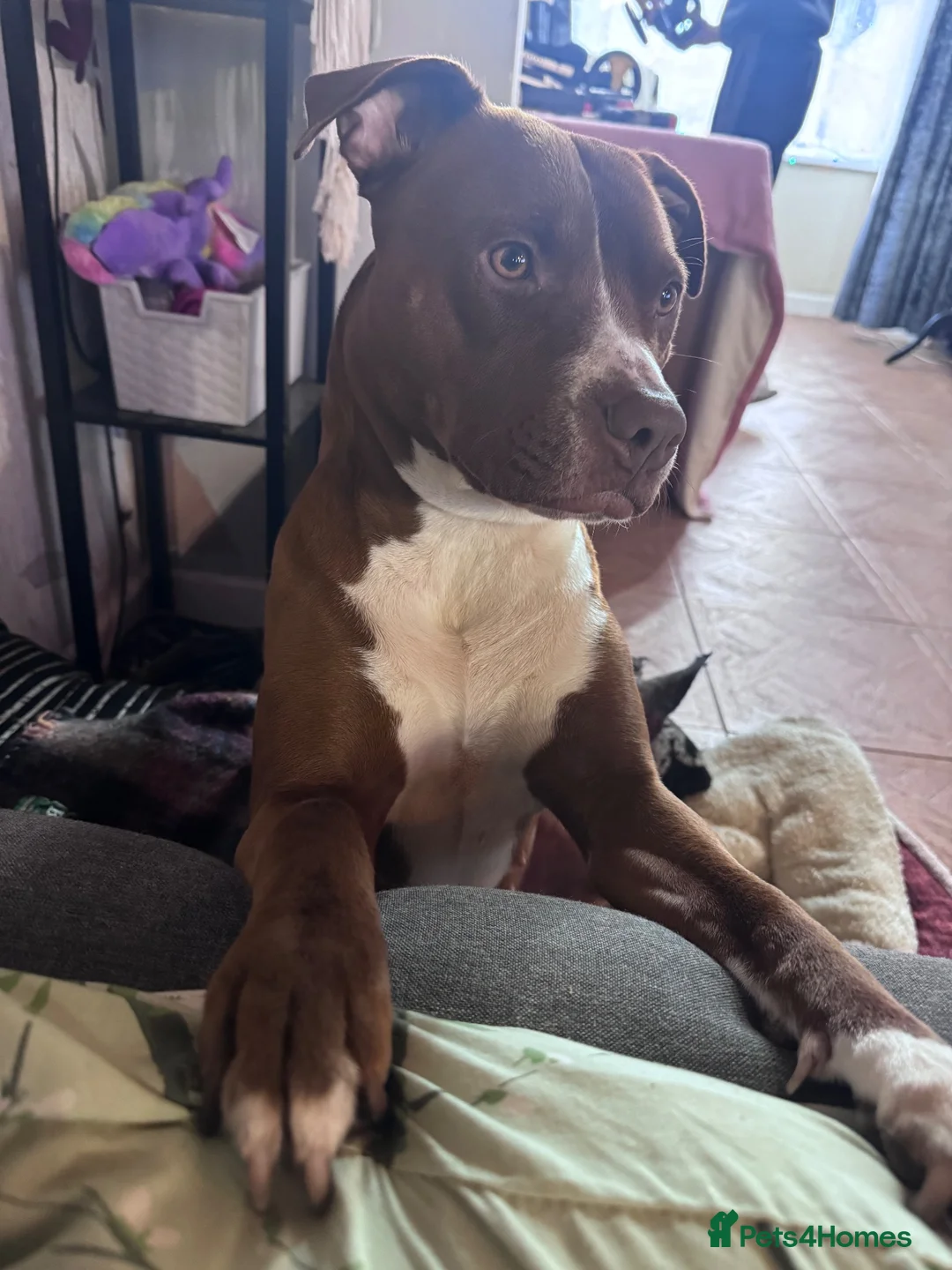 American Bully dogs for sale: Lexi - classic American bully  in Bilston - Advert 3