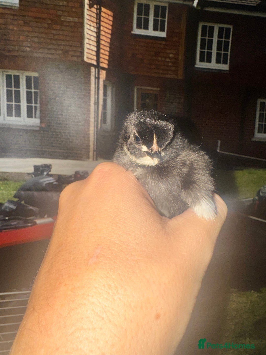 Chickens poultry for sale: 5 MIXED CHICKS FOR £50 - Image 5