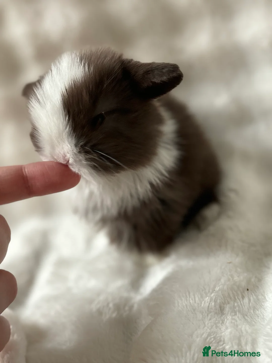 Mini Lop rabbits for sale: Beautiful Pure Bred Mini Lops - Advert 10