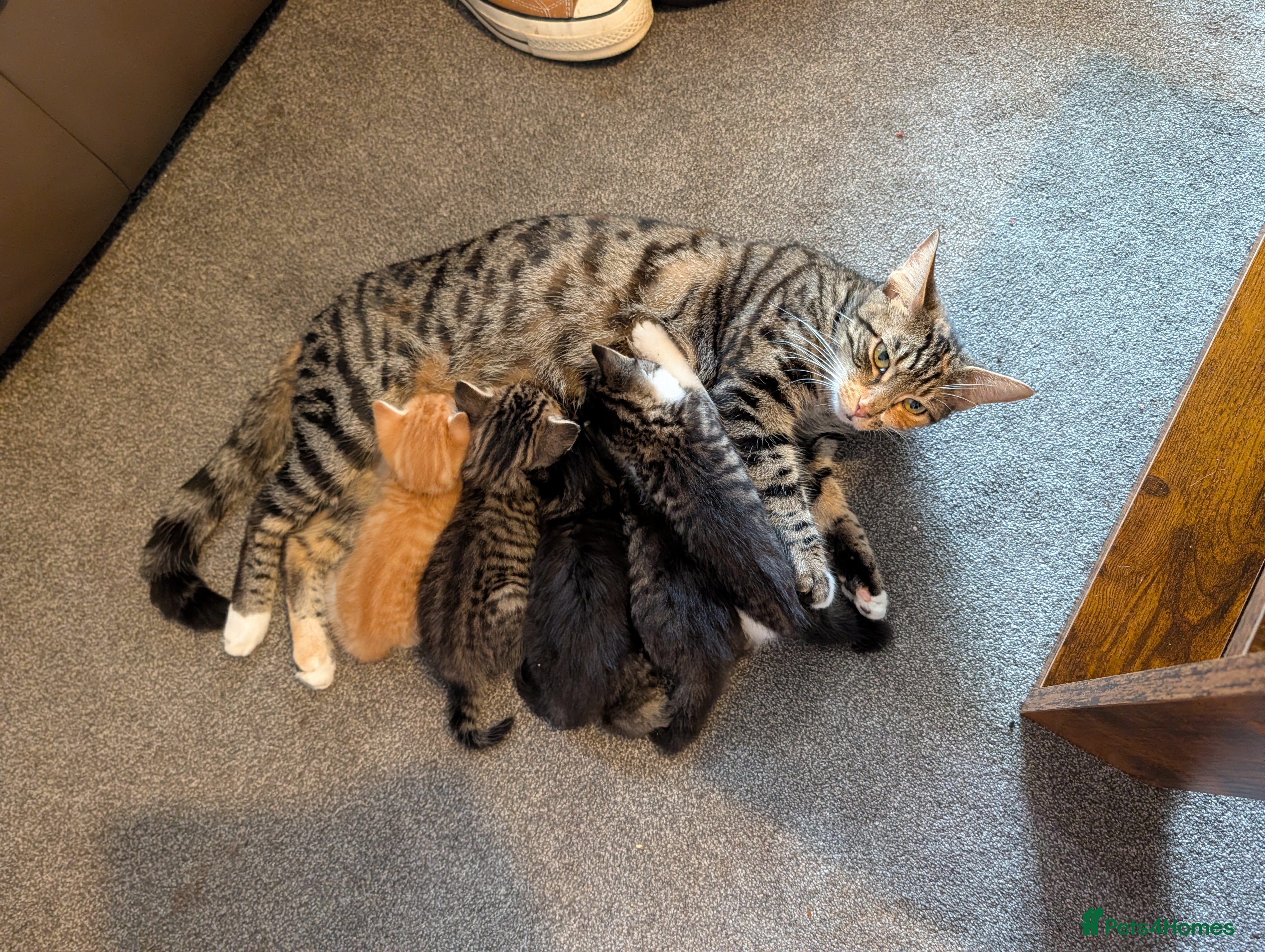 Mixed Breed cats Beautiful playful kittens - Advert 1