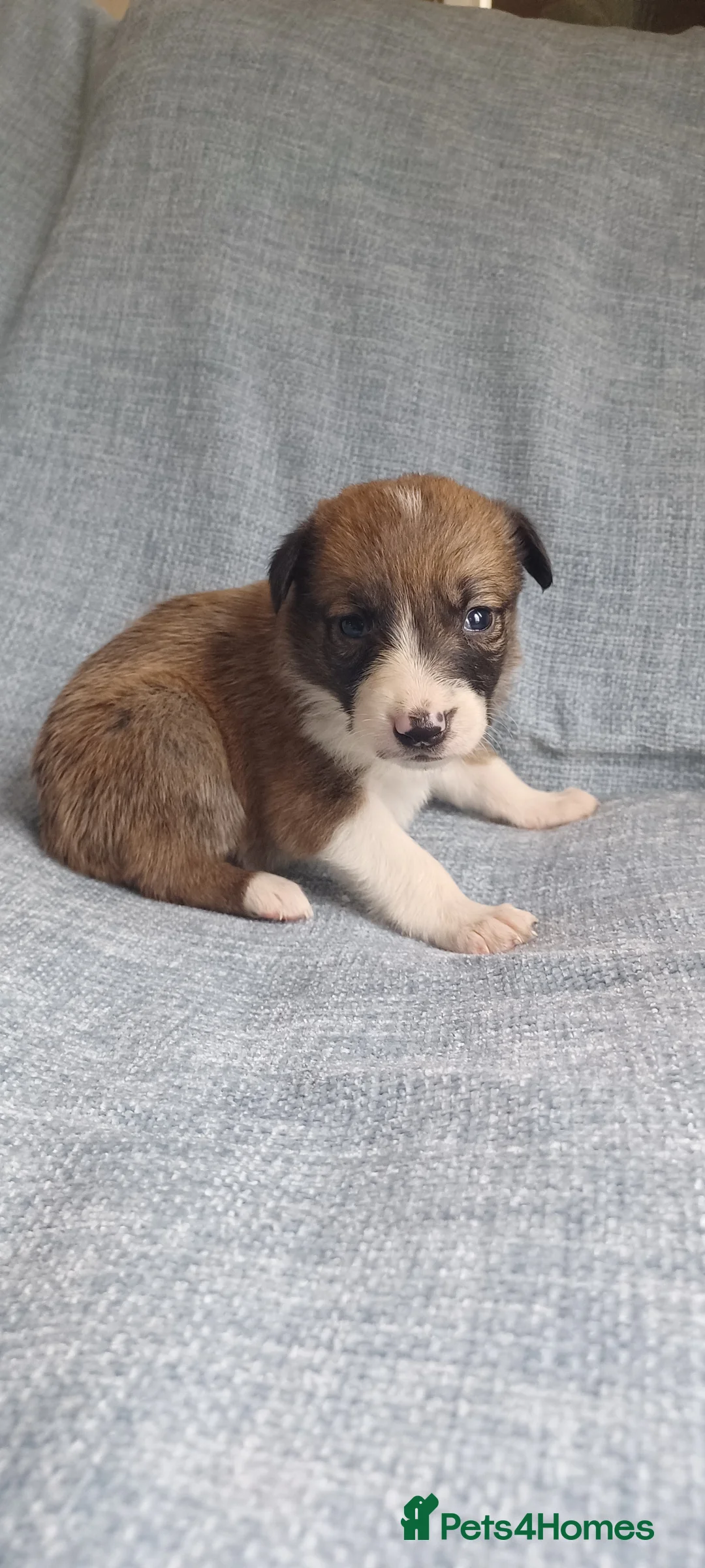 Border Collie dogs for sale: Collie puppies for sale ONLY BOYS AVAILABLE - Advert 20