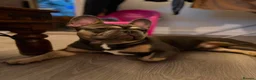 French Bulldog dogs for sale: 🐾 Loving Home Wanted – 2-Year &  French Bulldog  - Advert 8
