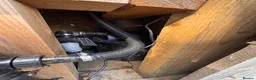 Koi Carp fish for sale: Fish pond plus fish  in Swadlincote - Advert 5