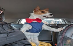 Jack Russell dogs for sale: Friendly Jack Russell  - Image 7