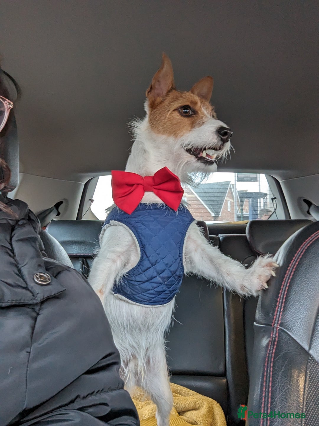 Jack Russell dogs for sale: Friendly Jack Russell  - Image 7