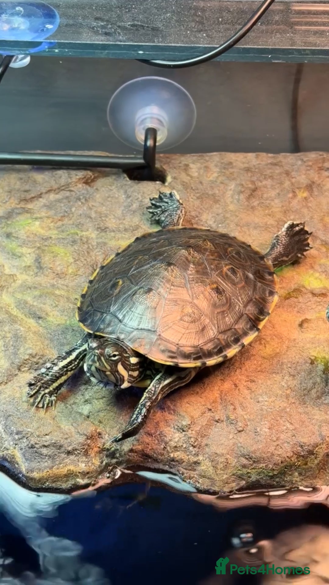 Turtle reptiles for sale: 2 River cooters  - Advert 1