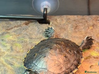 Turtle reptiles 2 River cooters - Advert 2