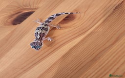 Leopard Gecko reptiles for sale: Baby Leopard Gecko - Mack Snow Morph - Image 5