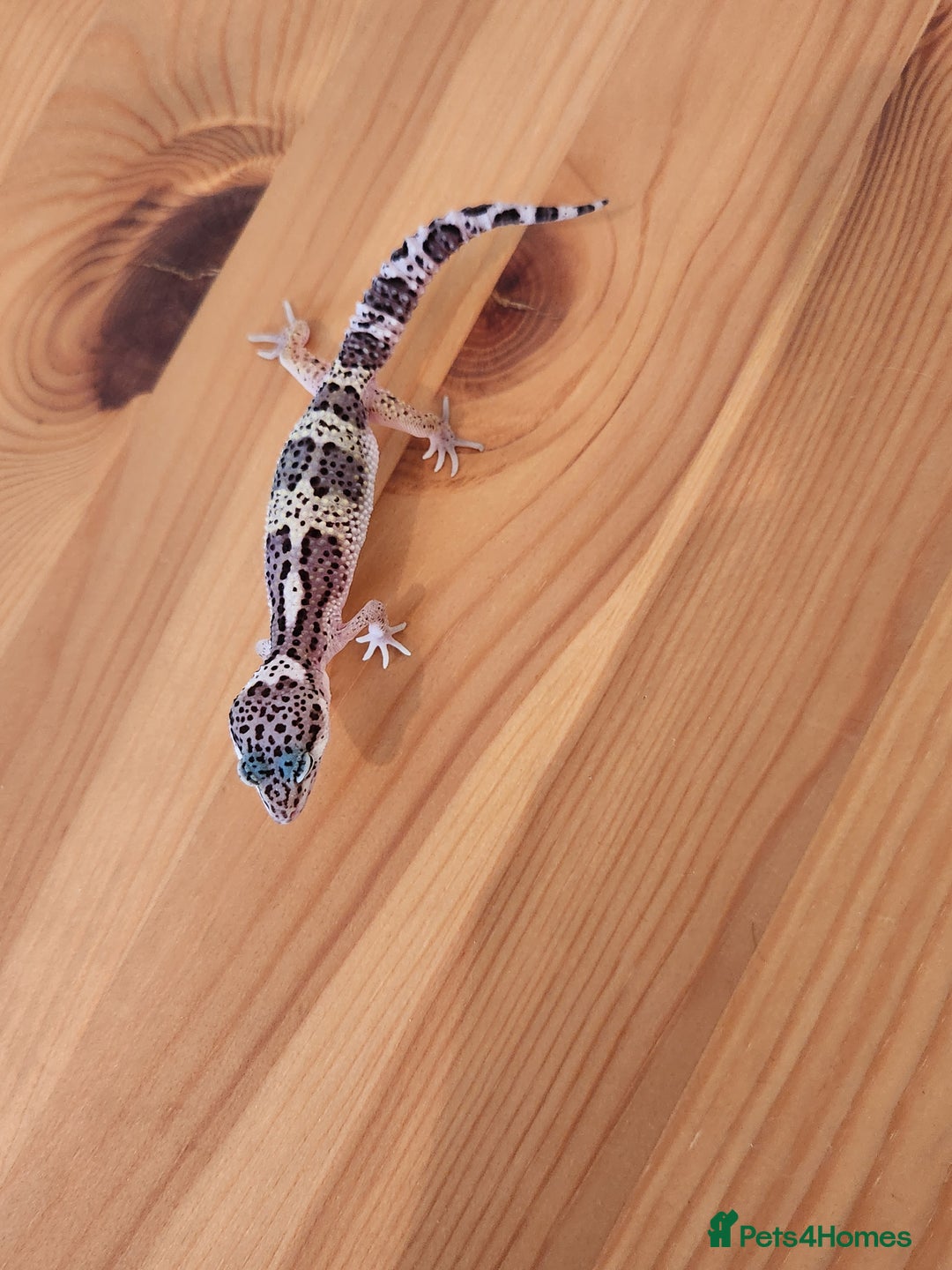 Leopard Gecko reptiles for sale: Baby Leopard Gecko - Mack Snow Morph - Image 5