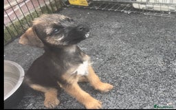 Border Terrier dogs for sale: Border Terrier puppies - Image 5