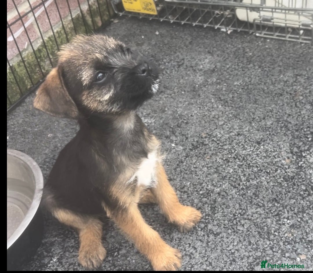 Border Terrier dogs for sale: Border Terrier puppies - Image 5