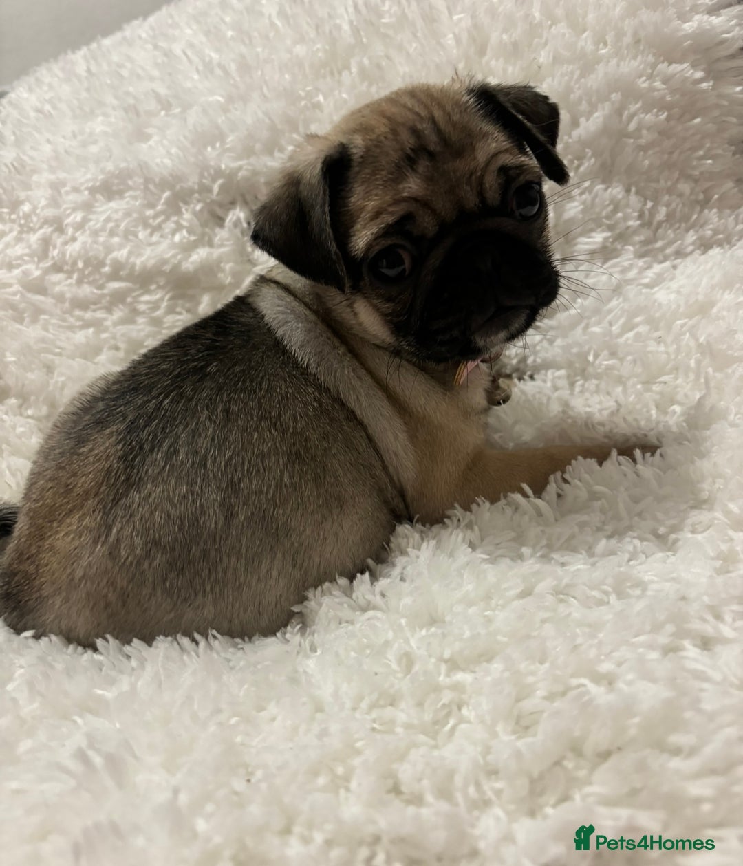 Pug dogs for sale: 2 beautiful girl pugs - READY NOW !!! - Image 6